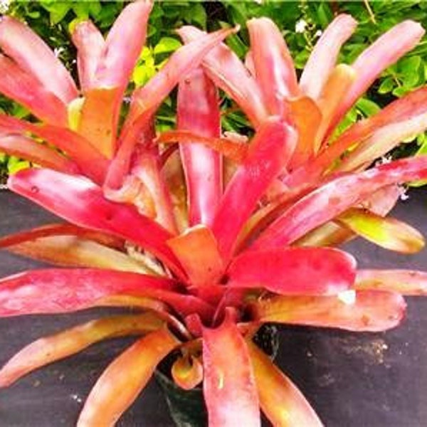 5 Pups Bromeliad neoregelia Giant Fireball live plant tropical