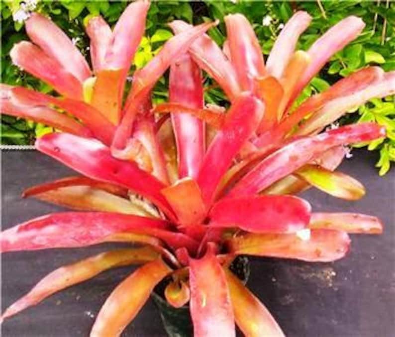Bromeliad neoregelia Super Fireball live plant tropical Etsy