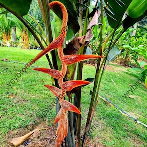 Heliconia Vellerigera She kong live Rhizome exotic tropical plant hairy flower