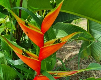 Dwarf Heliconia Gustavo  Red live rhizome tropical plant