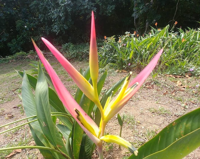 Heliconia Temptress and pedrotiz healthy rhizome available DM FOR ORDER Whatsapp 6238135126