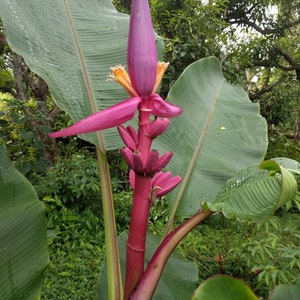 Musa ornata Royal Purple banaan levende wortelstok tropische plant exotisch