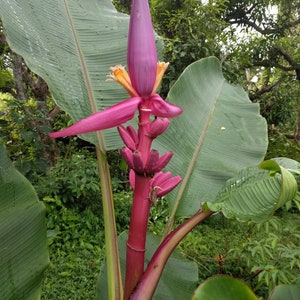 Musa ornata Royal Purple banana live  rhizome tropical plant exotic