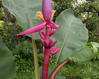 Musa ornata Royal Purple banana live  rhizome tropical plant exotic