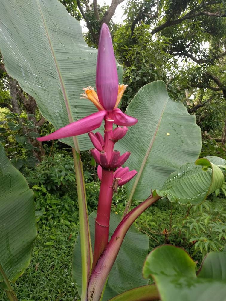 Musa nono pink variegated banana - Etsy 日本