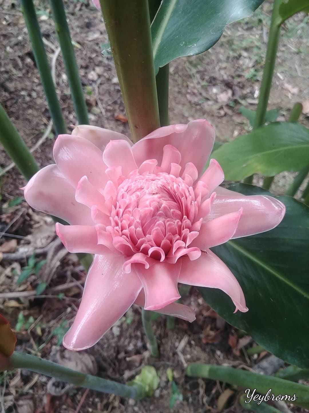 New Sweet Pale Pink Torch Ginger Live Rhizome Tropical Plant Exotic ...