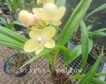 Spathoglottis Bright Yellow live plant tropical ground orchid terrestrial very  exotic