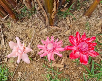 Pink Torch Ginger Live Rhizome Tropical Plant Exotic Plant Flower