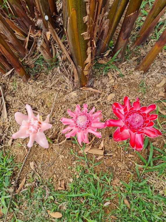 Pink Torch Ginger Live Rhizome Tropical Plant Exotic Plant Flower