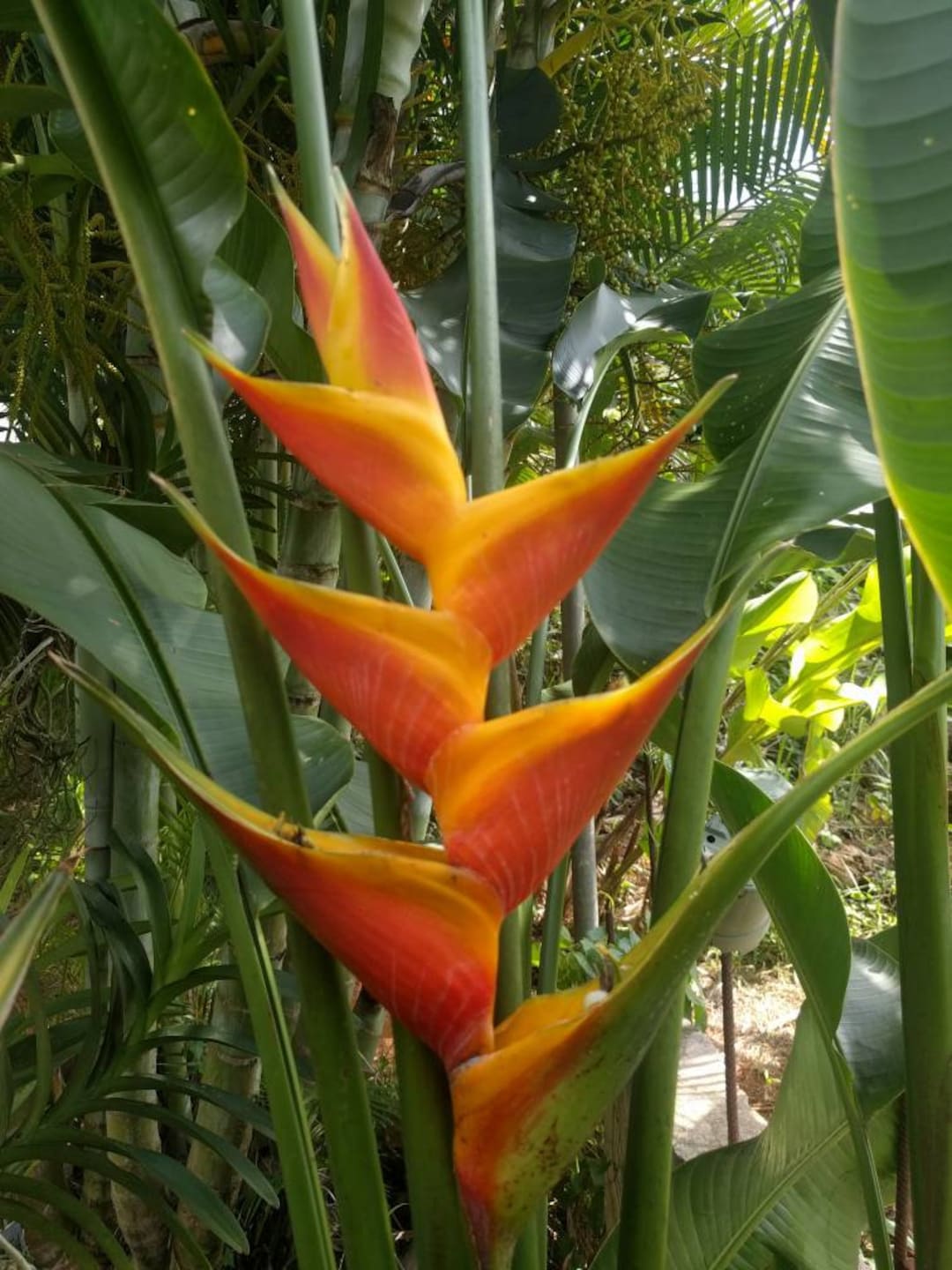 Heliconia Jacquinii Very Exotic Full Sun Live Rhizome Lobster Claw