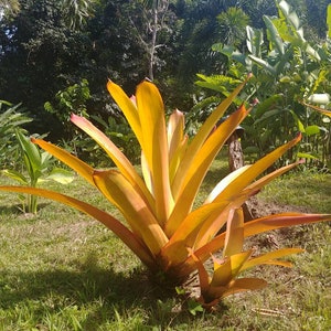 Bromelia aechmea blanchetiana (cría) planta gigante exótica a pleno sol