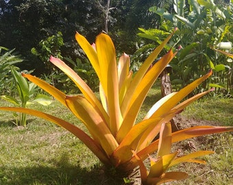 Bromelia aechmea blanchetiana (cría) planta gigante exótica a pleno sol