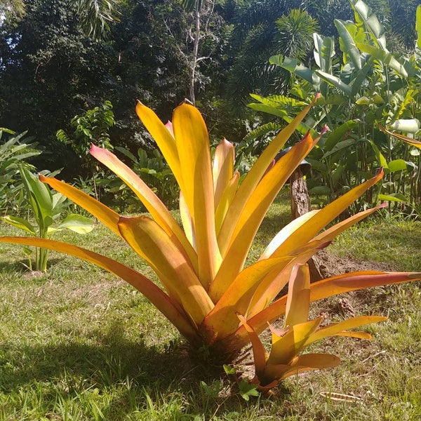 Bromeliad aechmea blanchetiana(pup) giant plant exotic full sun