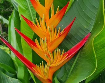 New Heliconia Tropic live Rhizome plant exotic tropical banana family