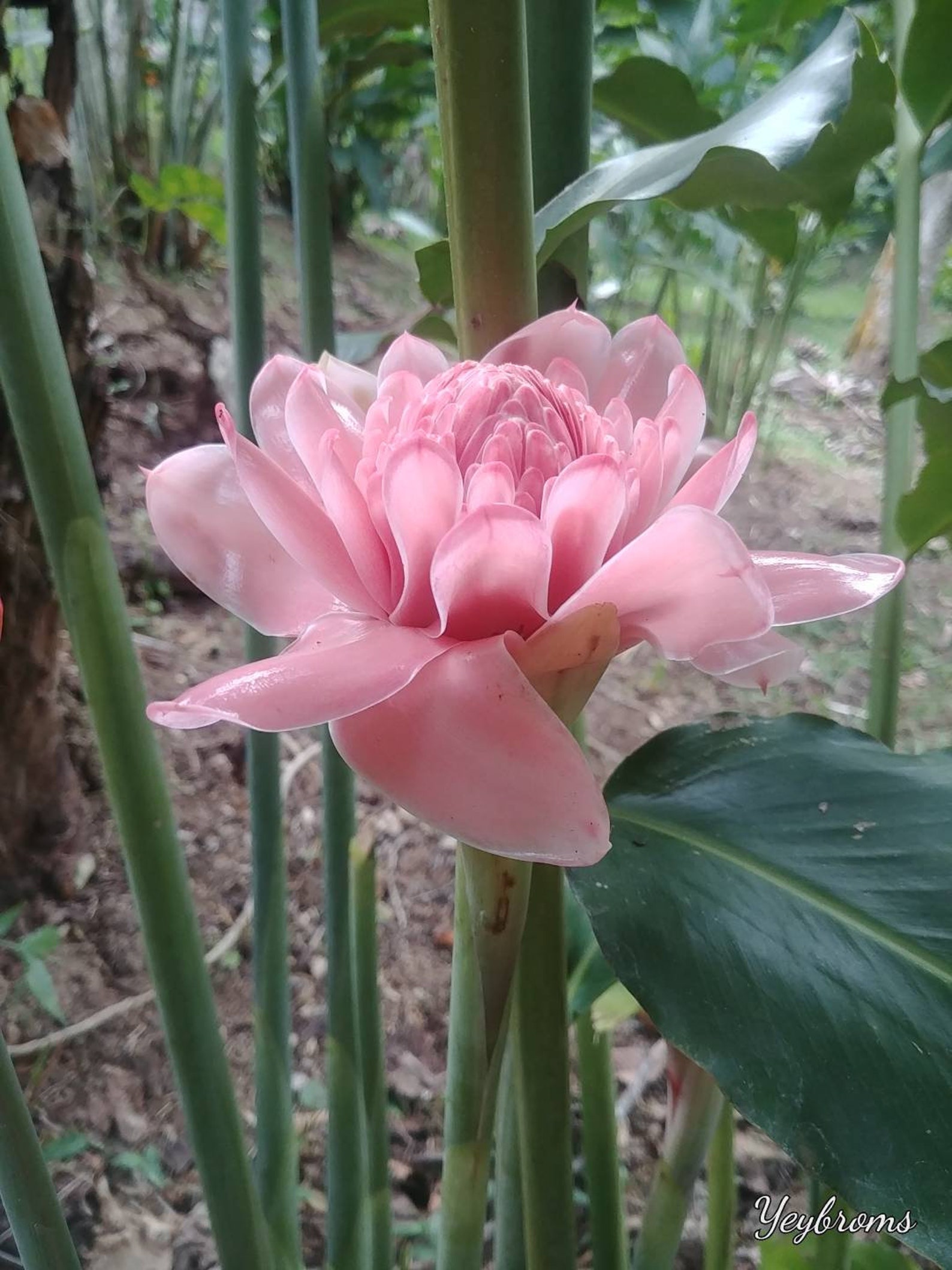 New Sweet Pale Pink Torch Ginger Live Rhizome Tropical Plant Exotic Plant Flower - Etsy