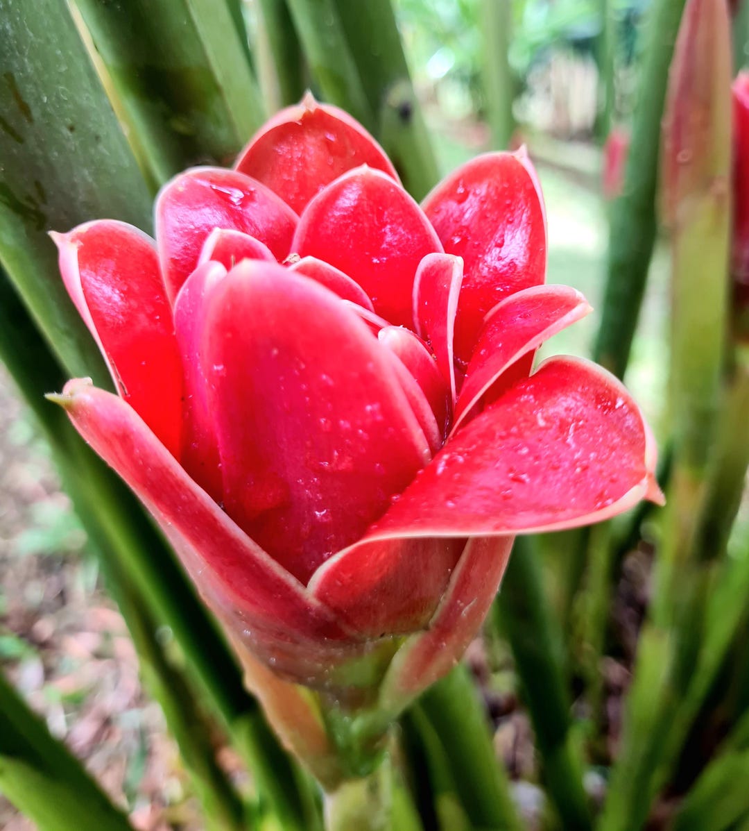 Red Tulip Torch Ginger Etlingera Hemispherica Live Rhizome - Etsy