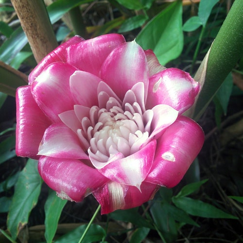 Malay Rose torch ginger Etlingera Venusta live rhizome tropical plant