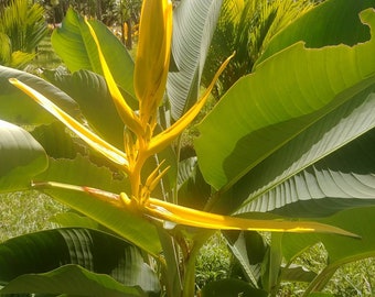 New Heliconia Yellow Tip Fan live rhizome