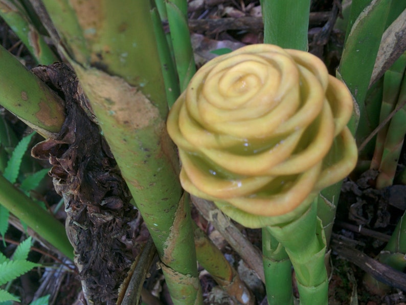 Shampoo ginger live rhizome exotic plant Zingiber spectabile Etsy