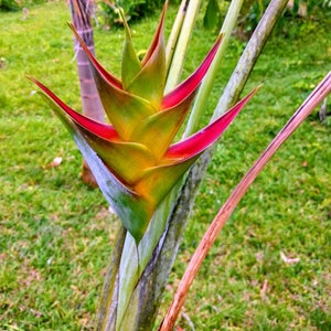 Heliconia Caribaea Bonnie Kline live rhizome lobster claw