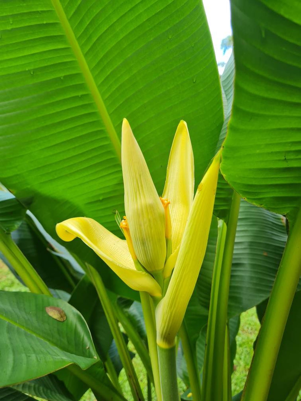 Musa ornata Siam Yellow banana live Rhizome tropical plant 画像 1