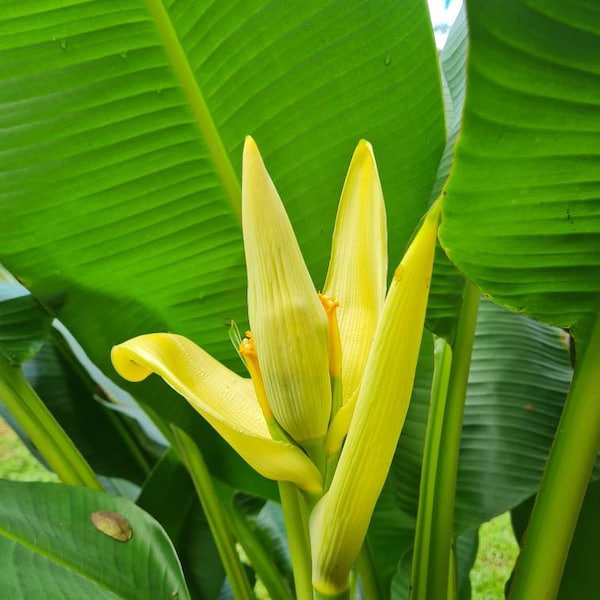 Musa ornata Siam Żółty banan żywy kłącze roślina tropikalna egzotyczna