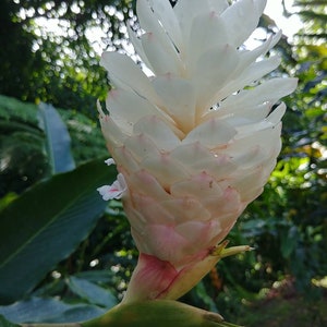 Hawaiian White Ginger Anne Hironaka lebendes Rhizom tropische Pflanze Alpinia purpurata selten