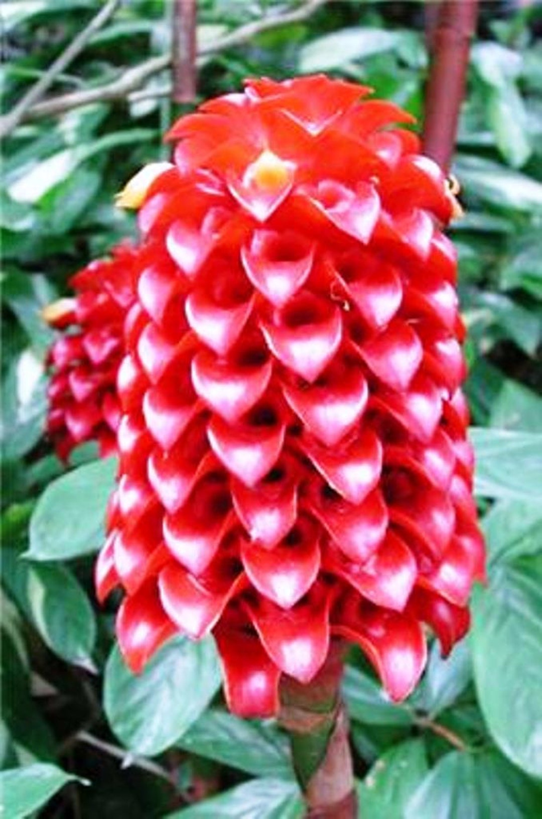 Tapeinochilos Ananassae Indonesian Wax Ginger Live Rhizome Tropical Flower Plant Etsy