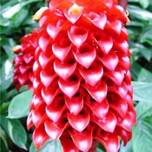Tapeinochilos ananassae Indonesian wax ginger live rhizome tropical flower plant