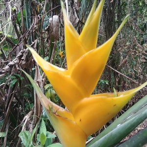 Heliconia Caribaea Yellow live rhizome exotic tropical plant  lobster claw