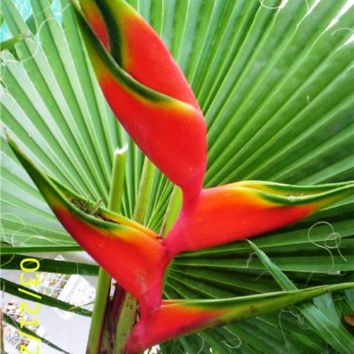 thumbnail image 2 of Heliconia Collinsiana Live Rhizome – Dwarf Tropical Houseplant, Exotic Garden Starter 2 of 6