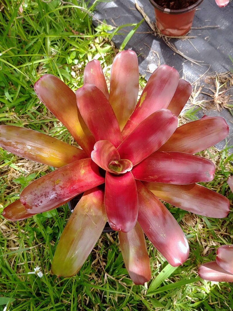 Bromeliad neoregelia Super Fireball live plant tropical Etsy