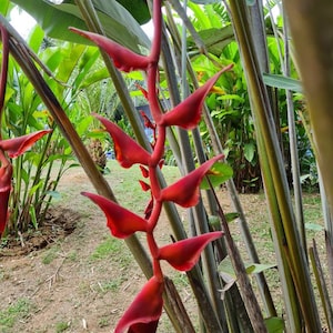 Heliconia Longissima Red Wings live rhizome giant tropical plant exotic banana family image 1