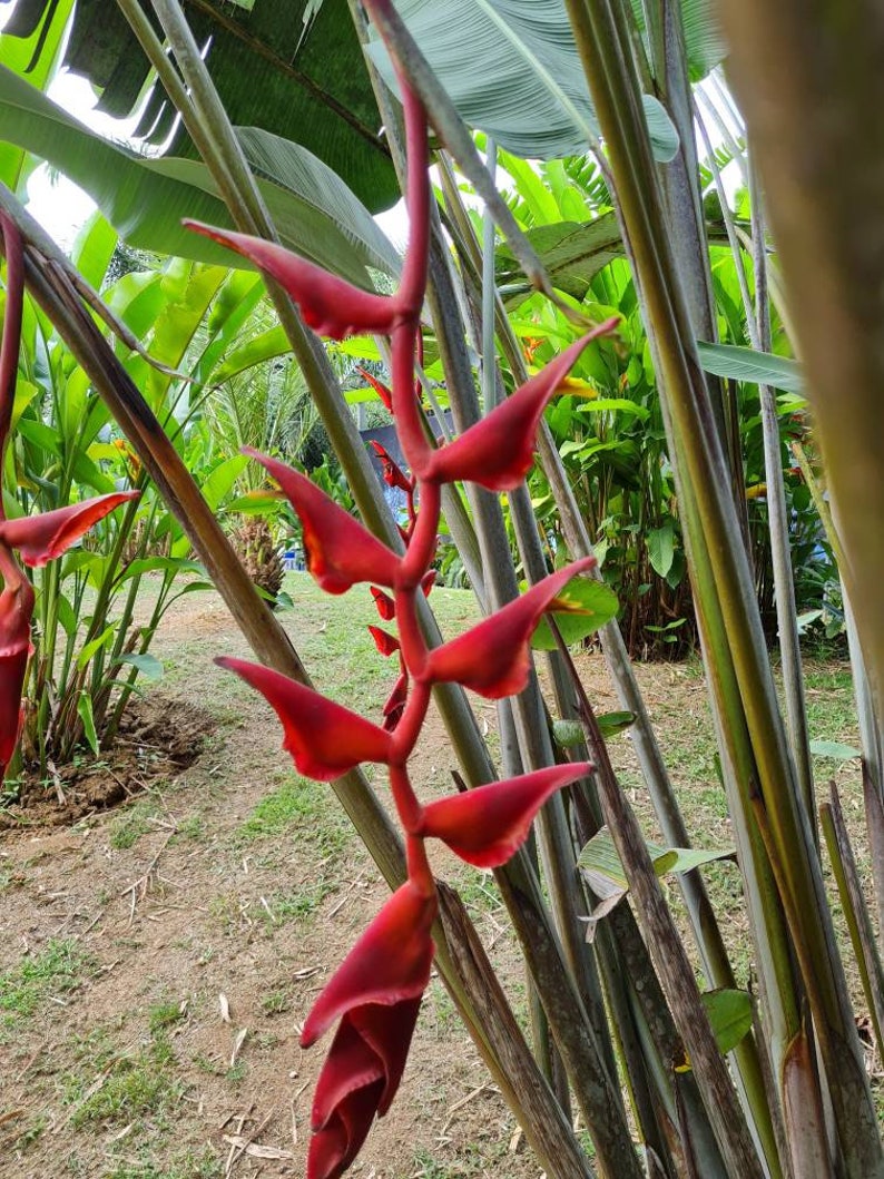 Heliconia Longissima Red Wings live rhizome giant tropical plant exotic banana family image 1