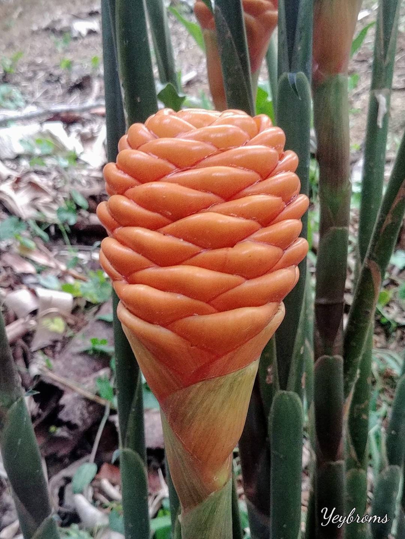 New Glowing Orb Shampoo Beehive ginger live rhizome exotic Etsy