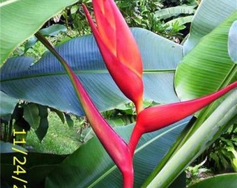 Heliconia Coral Surprise live rhizome