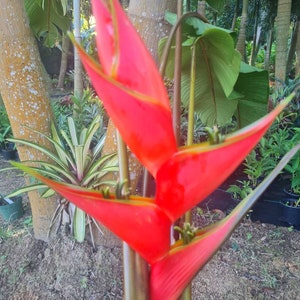 New Heliconia Stricta  Dark Desire live rhizome tropical plant