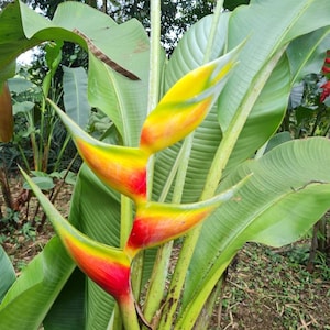 Heliconia bihai Aurea live rhizome tropical plant exotic