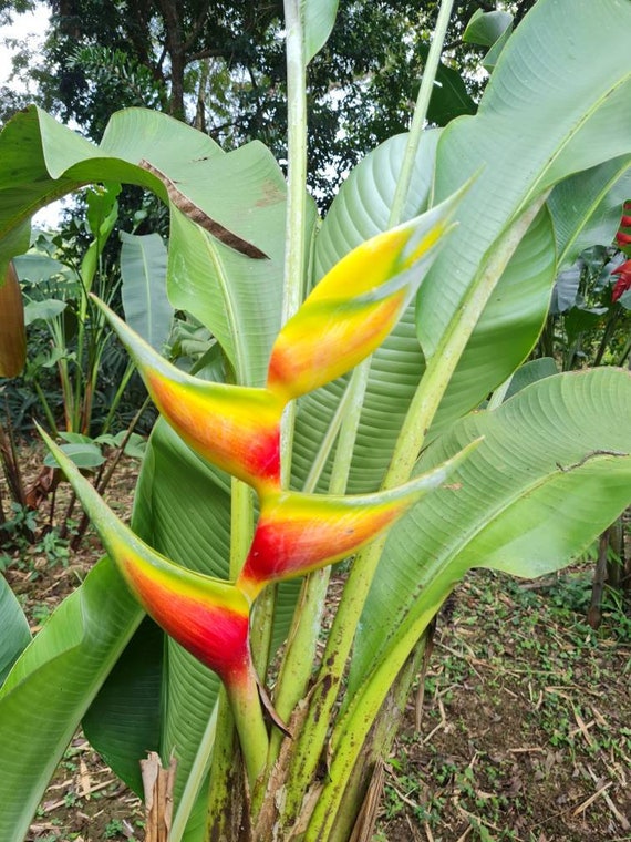 Heliconia Bihai Aurea Live Rhizome Tropical Plant Exotic - Etsy