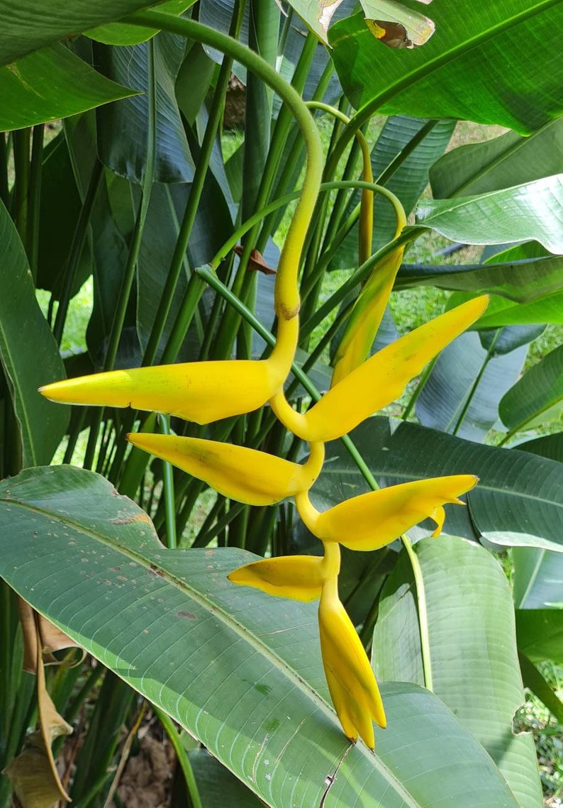 Heliconia marginata lutea hanging bloom yellow very exotic full sun plant live rhizome image 1