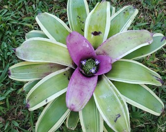 Bromeliad neoregelia Blue Bayou live tropical plant exotic