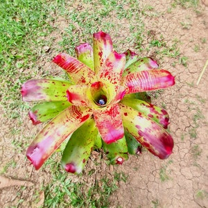ブロメリア・エアープランツ Neoregelia Paladin il_300x300.5960294757_ig9l.jpg