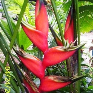 Heliconia Lobster claw live rhizome