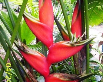 Heliconia Lobster claw live rhizome