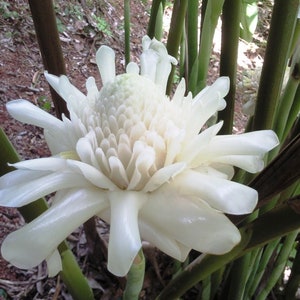 White torch ginger live rhizome tropical plant flower hard to find