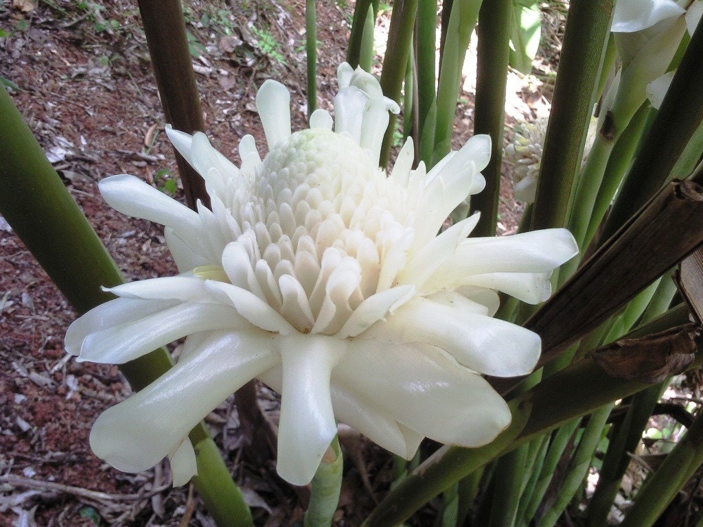 White Torch Ginger Live Rhizome Tropical Plant Flower Hard to Find