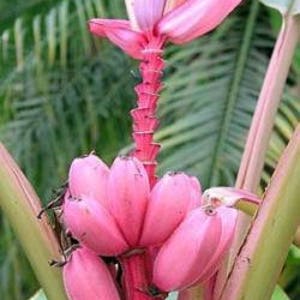 Musa velutina Baby pink velvet banana live rhizome tropical exotic