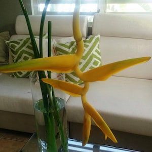 Heliconia marginata lutea hanging bloom yellow very exotic full sun plant live rhizome image 3