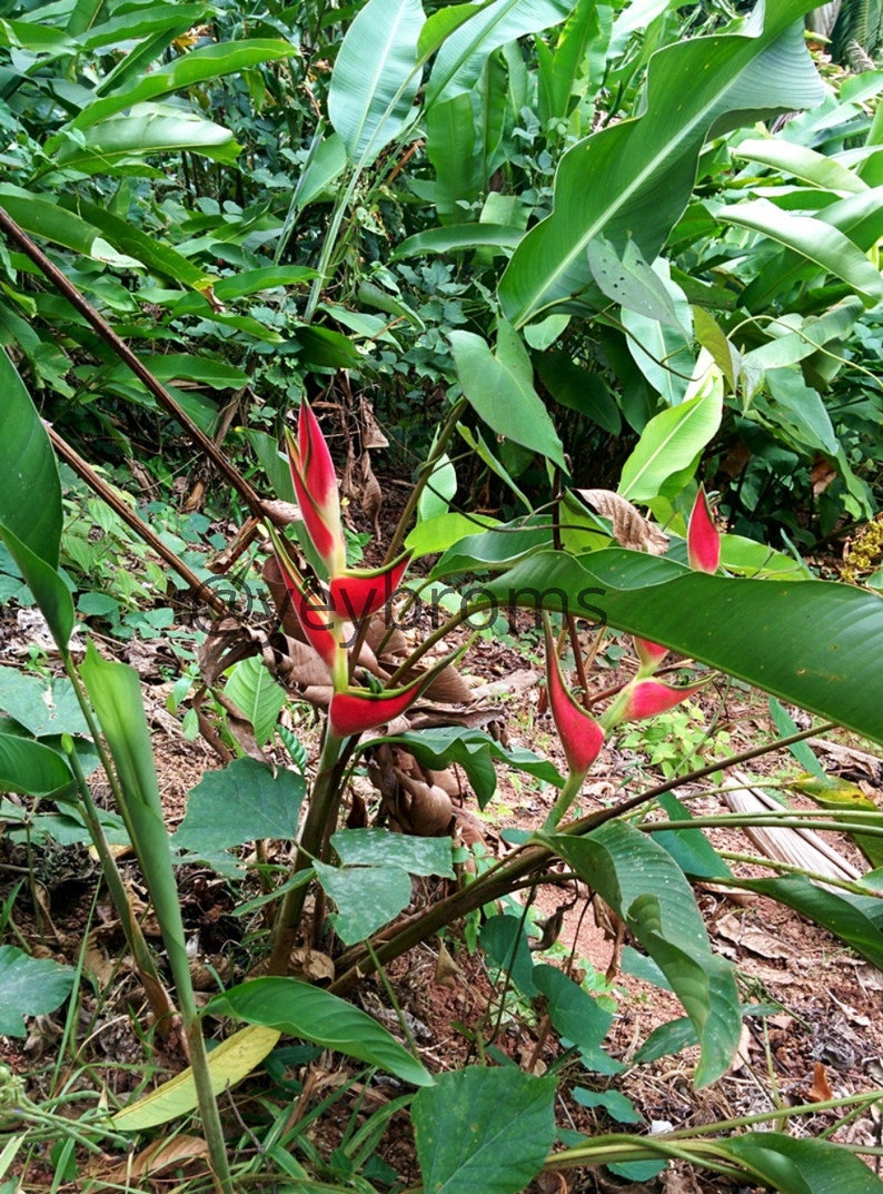 Heliconia orthotricha Imperial live rhizome tropical exotic plant image 2