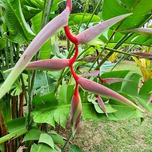Heliconia chartacea Sexy Scarlet live rhizome tropical plant